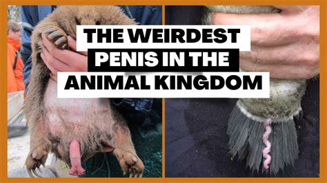 rattenpenis|Nine of the Weirdest Penises in the Animal Kingdom